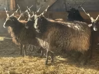 Schaf, Racka sheep — Foto 2