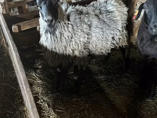 母羊, Romanov sheep