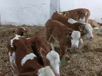 सांड, Simmental cattle — फ़ोटो 4
