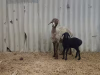 Ovelha, Arashan sheep — foto 3