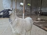 كبش, Blackheaded Persian sheep — الصورة 1
