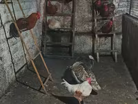 Chickens — Foto 1