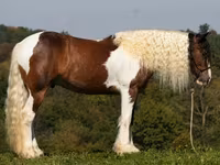 公马, Pinto horses — 照片 2