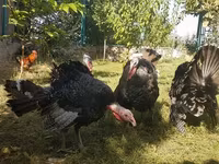Turkeys — foto 1