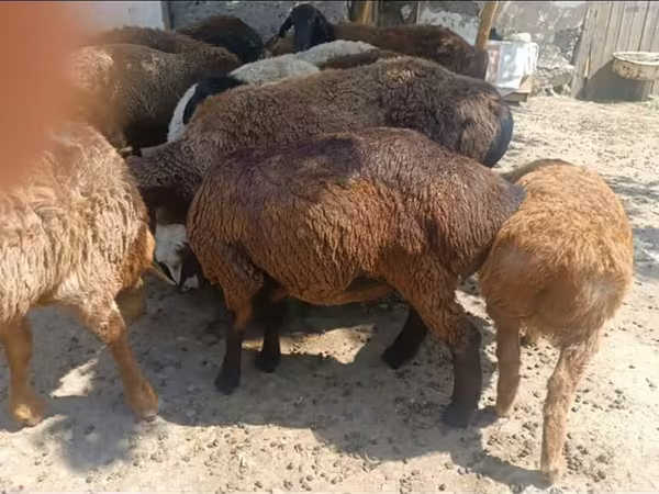 Խոյ, Ոչխարներ