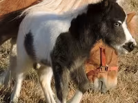 Ձի, Miniature horse — լուսանկար 4