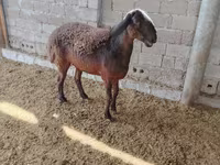 Ոչխարներ (խումբ, սեռը նշված չէ), Blackheaded Persian sheep — լուսանկար 3