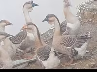 Աֆրիկյան — լուսանկար 2