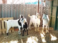 Bode, Saanen goat — foto 6