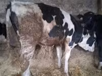 Ցուլ, Russian Black pied cattle — լուսանկար 1