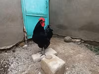 Chickens — Foto 3