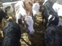 牛只（批次，未指定性别）, Cattle — 照片 1