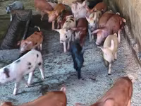 Էգ խոզ, Խոզեր — լուսանկար 2