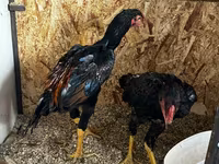 Chickens — foto 4