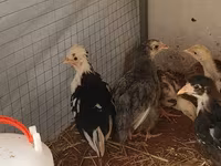 Appenzeller Spitzhauben — Foto 1