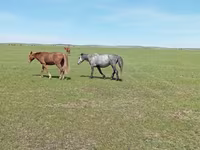 Mare, Horse breed — photo 2