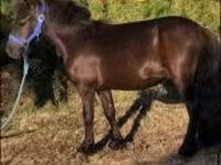 公马, Dutch warmblood horse — 照片 2
