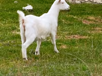 عنزة, الماعز — الصورة 1