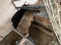 Ոչխար, Blackheaded Persian sheep — լուսանկար 5