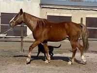 Ձի, Kustanai horse — լուսանկար 2