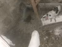 Säue, Schweine — Foto 1