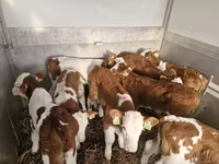 公牛, Simmental cattle — 照片 1