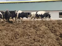 Կով, Russian Black pied cattle — լուսանկար 1