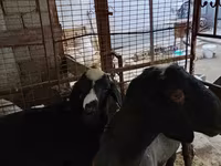 मेढ़ा, Blackheaded Persian sheep — फ़ोटो 3