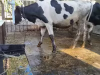 Bulle, Russian Black pied cattle — Foto 8