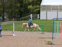 حصان, American paint horse — الصورة 7
