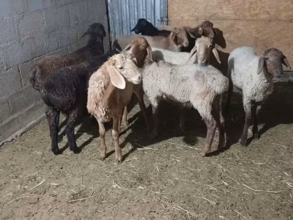 Ovelha, Ovelhas