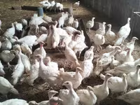Turkeys — լուսանկար 2