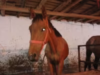 Cavalo, Manipuri pony — foto 6