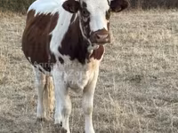 Vaca, Raça de vaca — foto 3