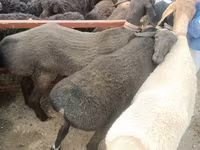 Ovelhas (lote, sexo não especificado), Edilbay sheep — foto 1