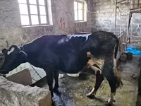 Bulle, Holstein-Rasse — Foto 5