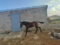 Ձի, Ձիեր — լուսանկար 4