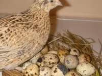 Estnisch — Foto 2