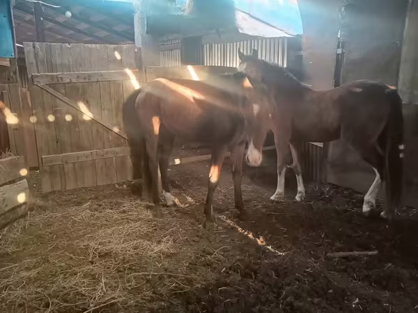 Էգ ձի, Horse breed
