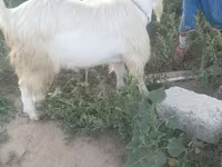 Էգ այծ, Saanen goat — լուսանկար 1
