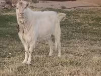 Արու այծ, Russian White goat — լուսանկար 2