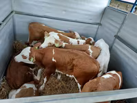 सांड, Simmental cattle — फ़ोटो 3