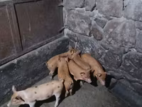 मादा सूअर, सूअर — फ़ोटो 4