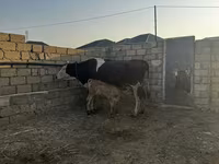 Сиыр, Simmental cattle — 4-сурет