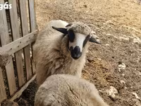 Schaf, Tsigai sheep — Foto 3