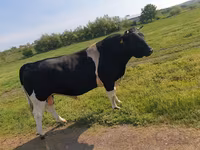 Toro, Raza Holstein — foto 1