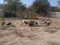 Turkeys — լուսանկար 8
