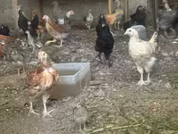 Chickens — լուսանկար 2