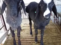 मेढ़ा, Blackheaded Persian sheep — फ़ोटो 5