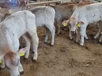 Bovinos (lote, sexo não especificado), Simmental cattle — foto 4